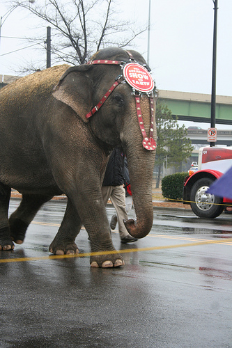 elephant_walk 016