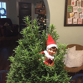 Scout was hiding out in our Rosemary tree this morning. He smells GOOD!! #thedailyscout14 #tazandbellychristmas