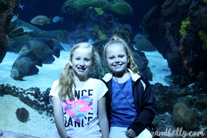 Tennessee Aquarium | tazandbelly.com