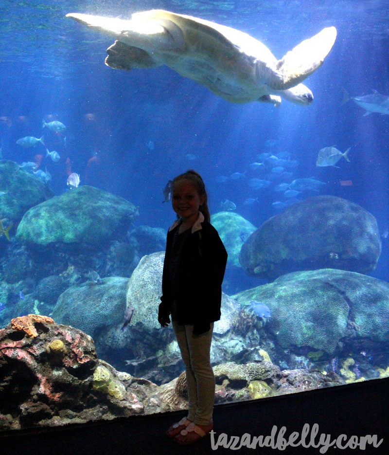 Tennessee Aquarium | tazandbelly.com