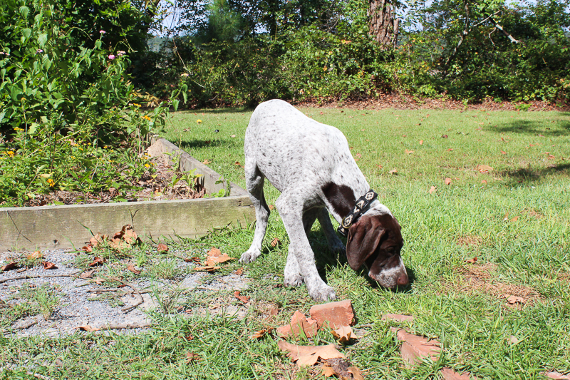 Pupdate V2 | tazandbelly.com