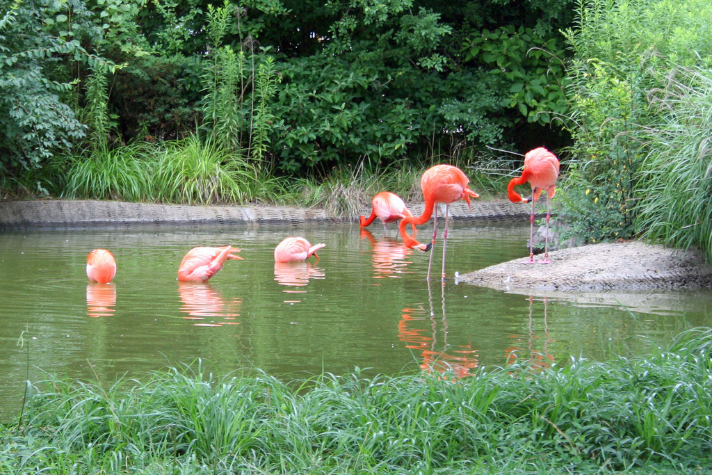 flamingos