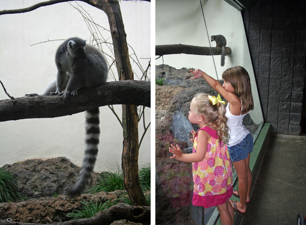 lemurs