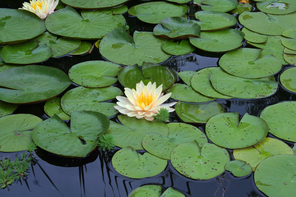 lily pads