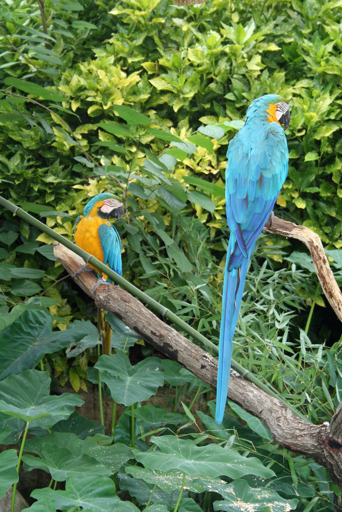 macaws