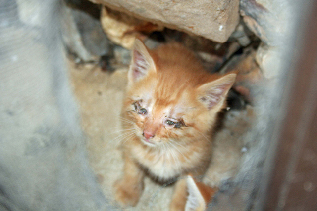 kittens 023