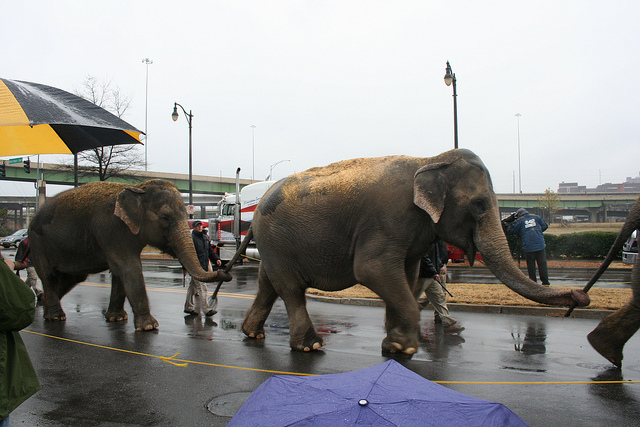 elephant_walk 020