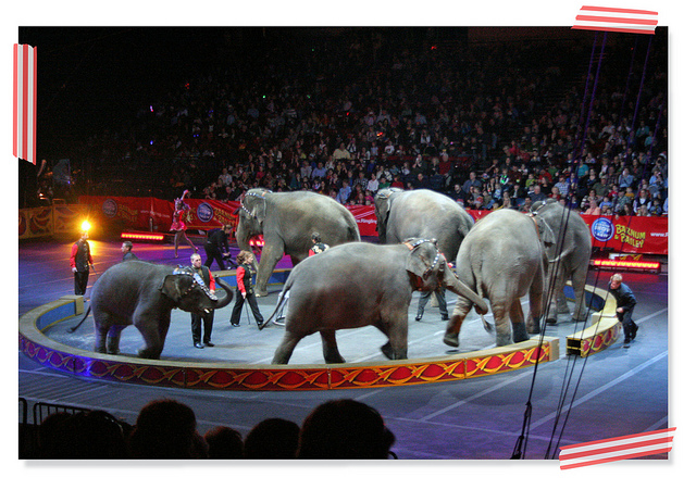 circus_005