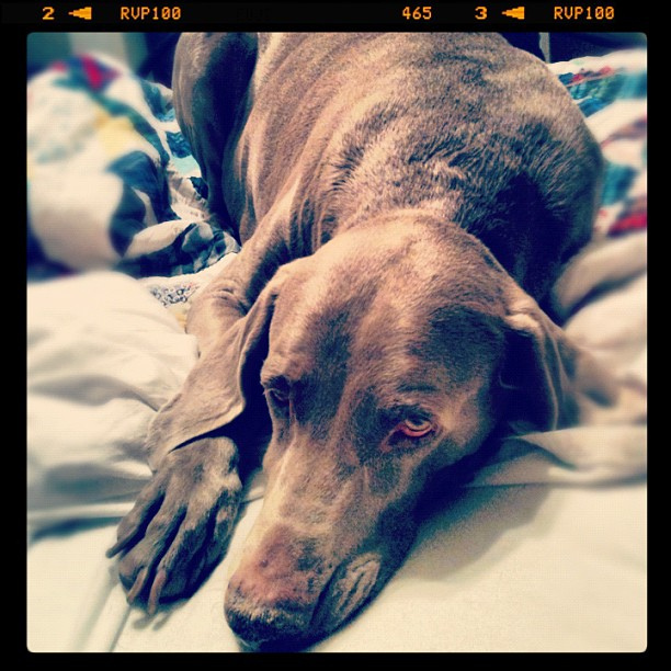 My pretty grey ghost. #animal #marchphotoaday