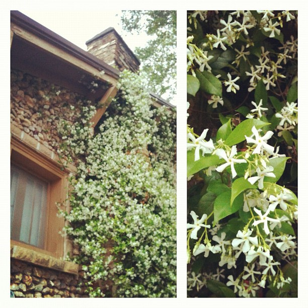 Confederate Jasmine gone wild!