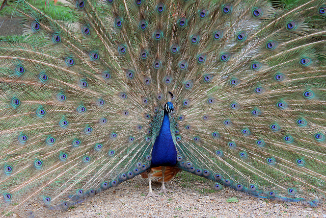 Peacock