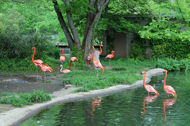 Flamingos