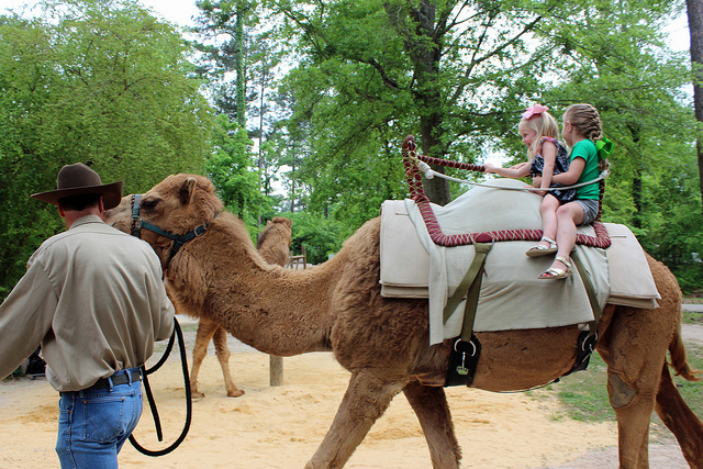 Riding a Camel