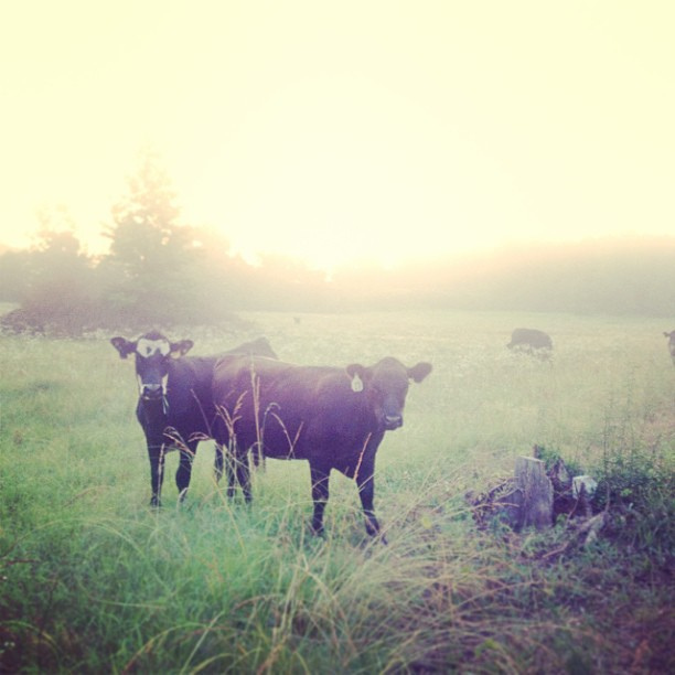 I saw these pretty ladies on my run this morning.