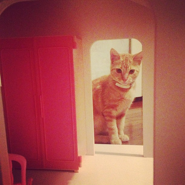 Guess who I caught hanging out in the Barbie house? #thecatnamedkiller