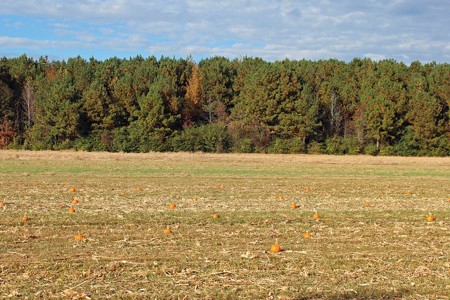 Pumpkin Picking Party