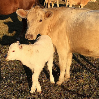 Meet Snowflake (also known as the newest addition to our college fund) and his mom, Marley. He's one week old today and the girls and I decided to head over to the barn and pay him a visit! 🐂❄️