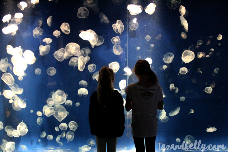 Tennessee Aquarium | tazandbelly.com