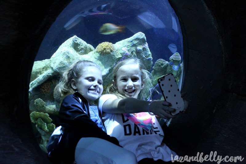 Tennessee Aquarium | tazandbelly.com