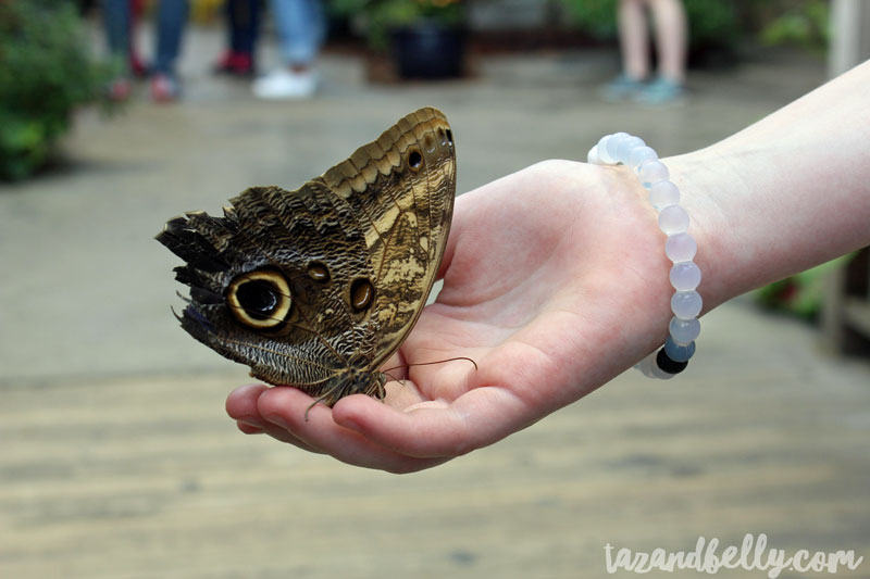 Tennessee Aquarium | tazandbelly.com