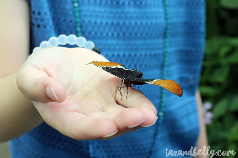 Tennessee Aquarium | tazandbelly.com