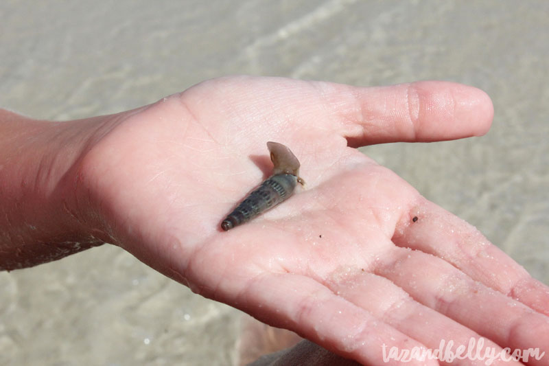 Gulf Shores Vacation | tazandbelly.com