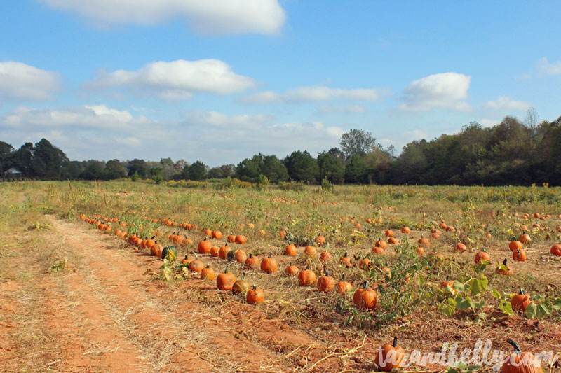 Old Baker Farm Pumpkin Patch | tazandbelly.com