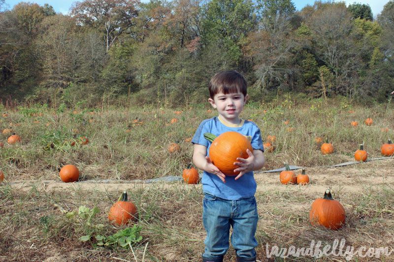 Old Baker Farm Pumpkin Patch | tazandbelly.com