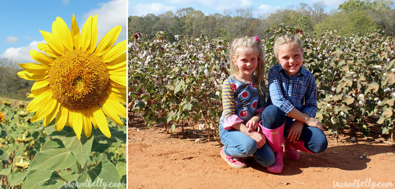 Old Baker Farm Pumpkin Patch | tazandbelly.com