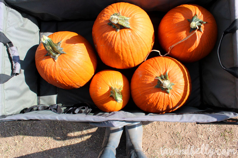 Old Baker Farm Pumpkin Patch | tazandbelly.com