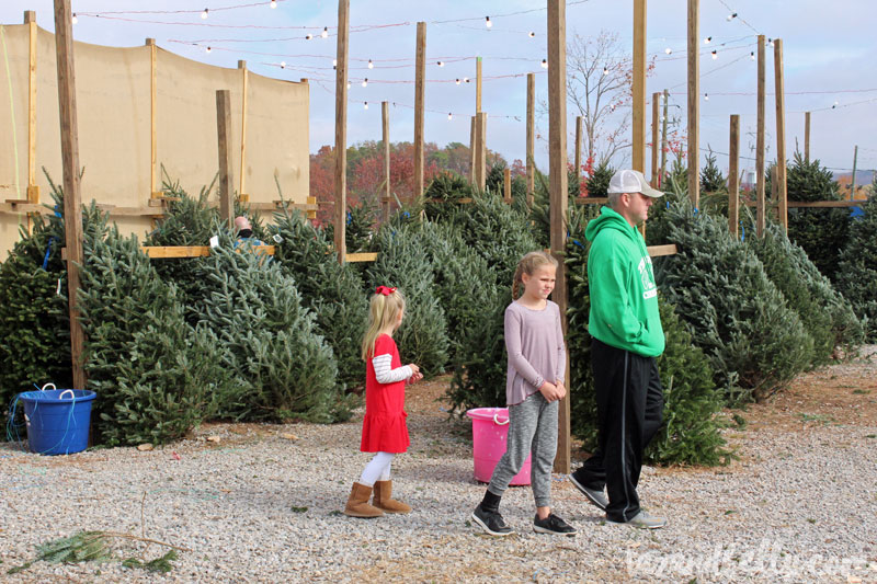 Finding Our Christmas Tree | tazandbelly.com