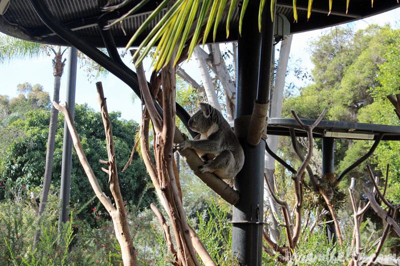 Travel Diary: San Diego Zoo | tazandbelly.com