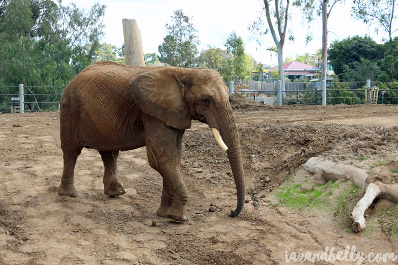 Travel Diary: San Diego Zoo | tazandbelly.com