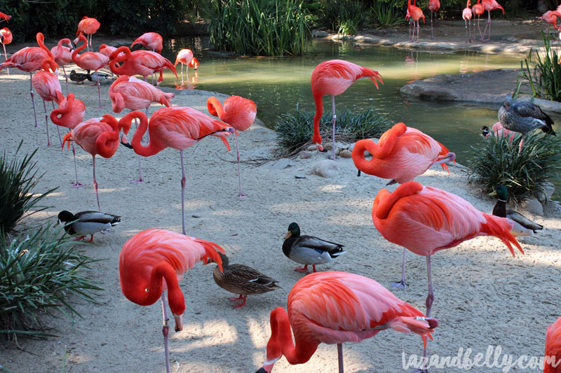 Travel Diary: San Diego Zoo | tazandbelly.com