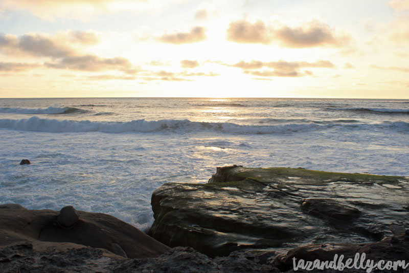 Travel Diary: San Diego Zoo | tazandbelly.com