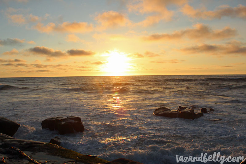 Travel Diary: San Diego Zoo | tazandbelly.com