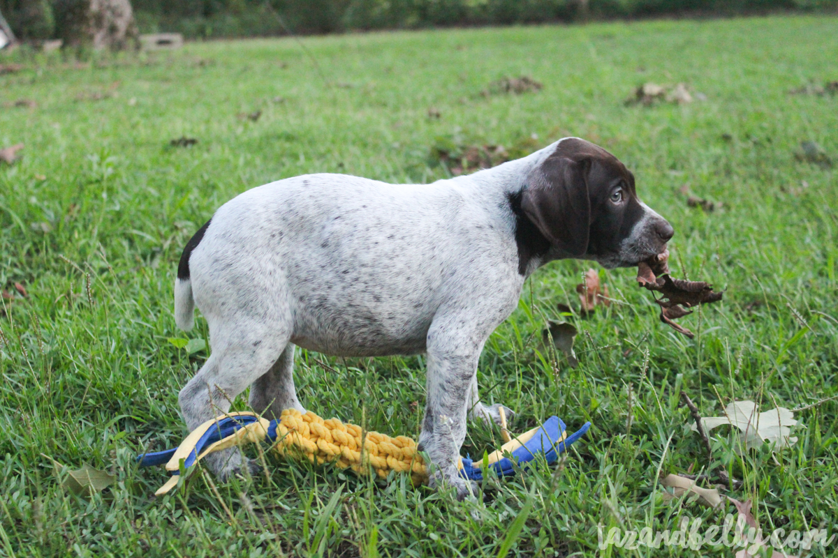 Meet Scoop | tazandbelly.com