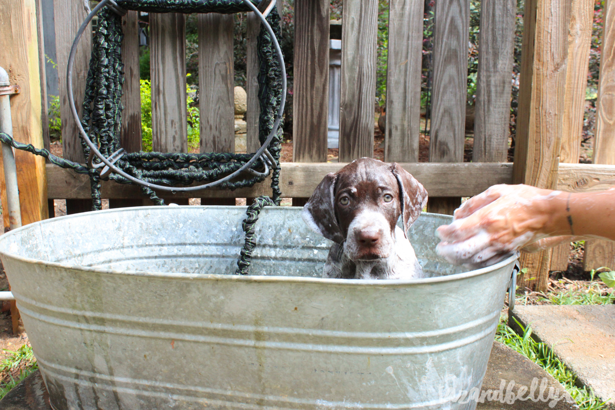 Pupdate: Celebrating Puppy Milestones with Milk Bone Farmer's Medley | tazandbelly.com