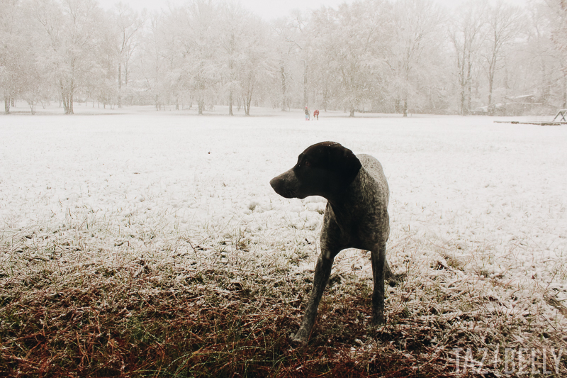 The Daily Dime: December Snow Storm 2017 | tazandbelly.com