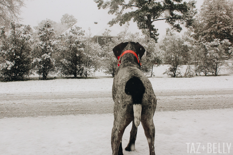 The Daily Dime: December Snow Storm 2017 | tazandbelly.com