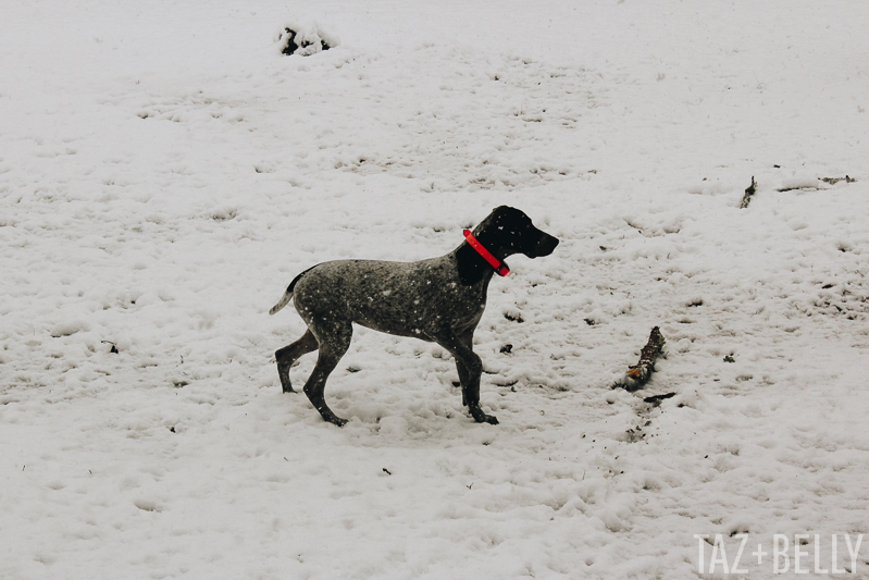 The Daily Dime: December Snow Storm 2017 | tazandbelly.com