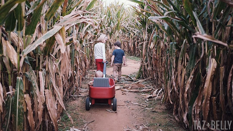 Old Baker's Farm Pumpkin Patch | tazandbelly.com