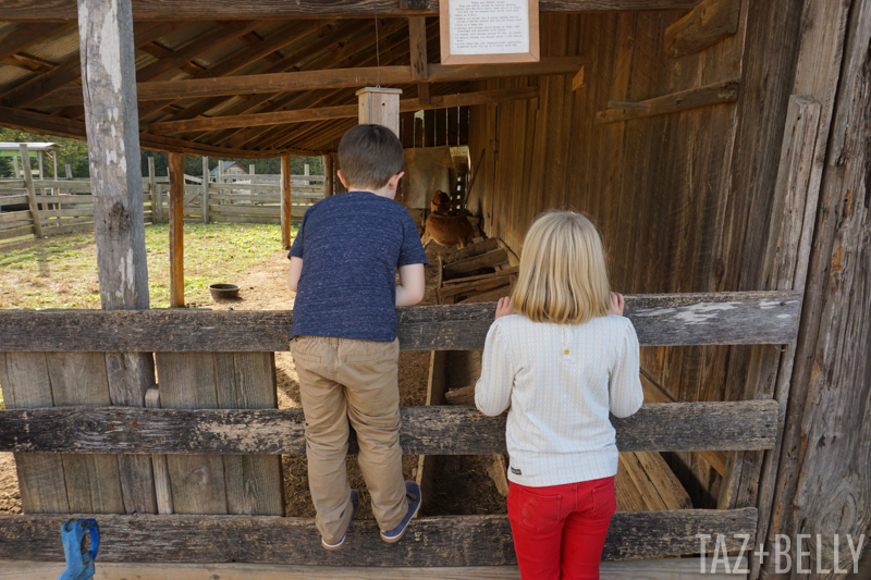 Old Baker's Farm Pumpkin Patch | tazandbelly.com