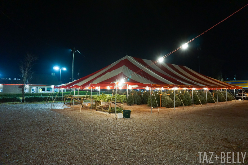 Christmas Tree Tent | tazandbelly.com