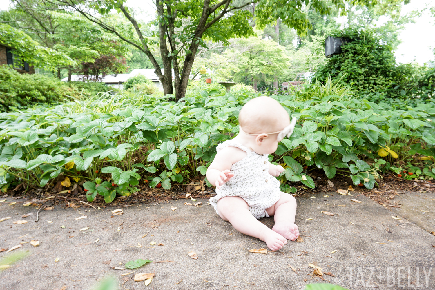 Strawberries | tazandbelly.com