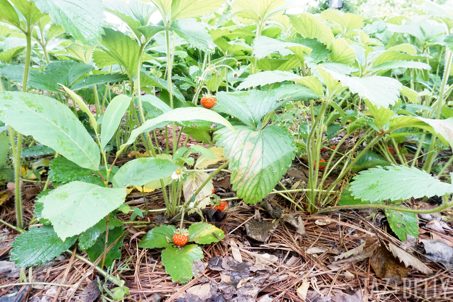 Strawberries | tazandbelly.com