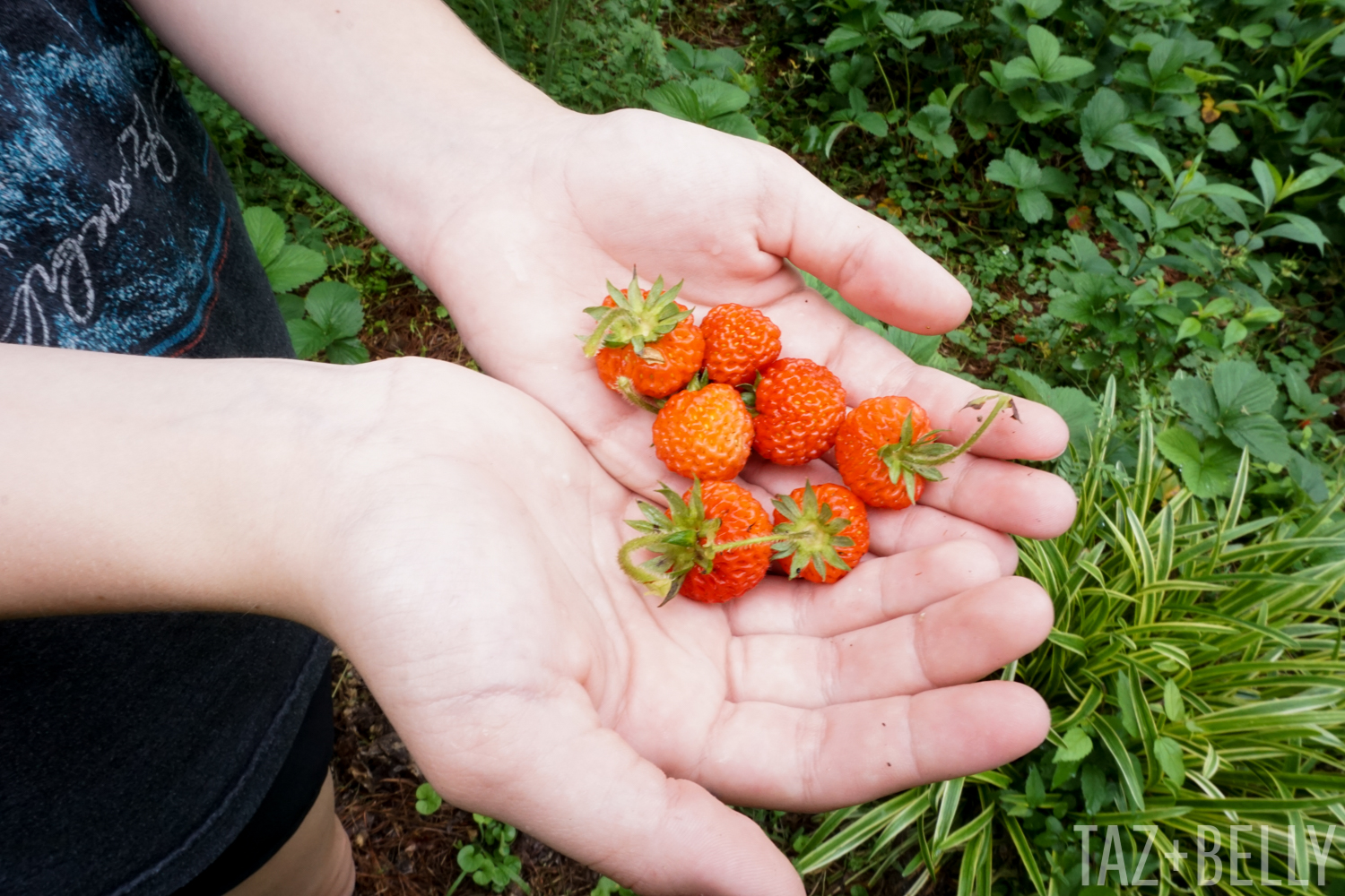 Strawberries | tazandbelly.com