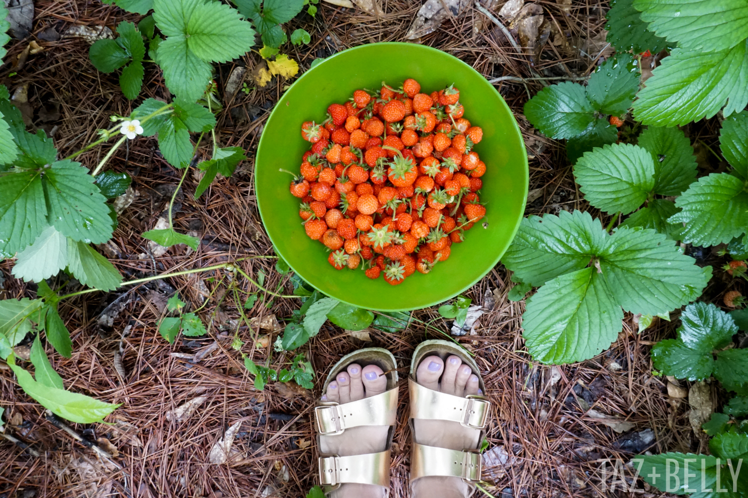 Strawberries | tazandbelly.com